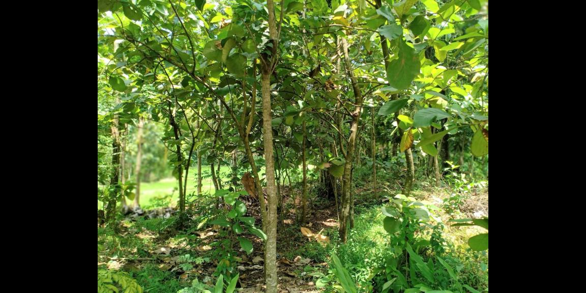 Tanah Cocok untuk Rumah Tinggal Gondang Sragen Tanah Cocok untuk Rumah Tinggal Gondang Sragen