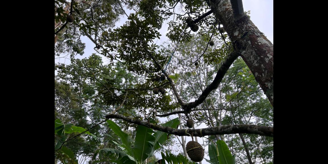 Kebun Durian 2233m² Hanya 350 Juta Kemuning Karanganyar Kebun Durian 2233m² Hanya 350 Juta Kemuning Karanganyar