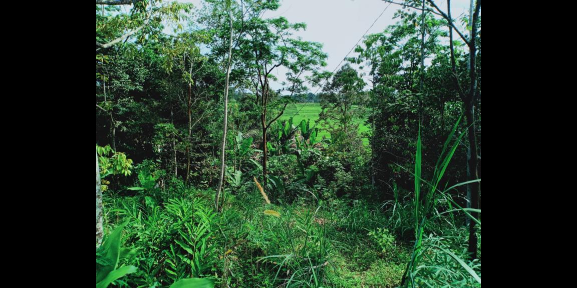 Tanah Bonus Pohon Durian Cocok dibangun Villa Karangpandan Karanganyar Tanah Bonus Pohon Durian Cocok dibangun Villa Karangpandan Karanganyar