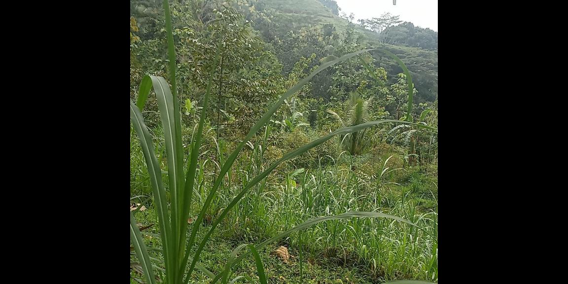 Tanah Udara Dingin dekat Candi Cetho Jenawi Karanganyar Tanah Udara Dingin dekat Candi Cetho Jenawi Karanganyar
