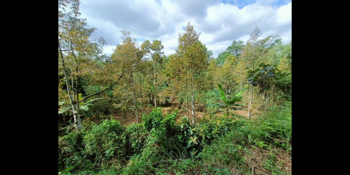 Tanah kebun Durian Siap Panen Karangpandan Karanganyar Tanah kebun Durian Siap Panen Karangpandan Karanganyar