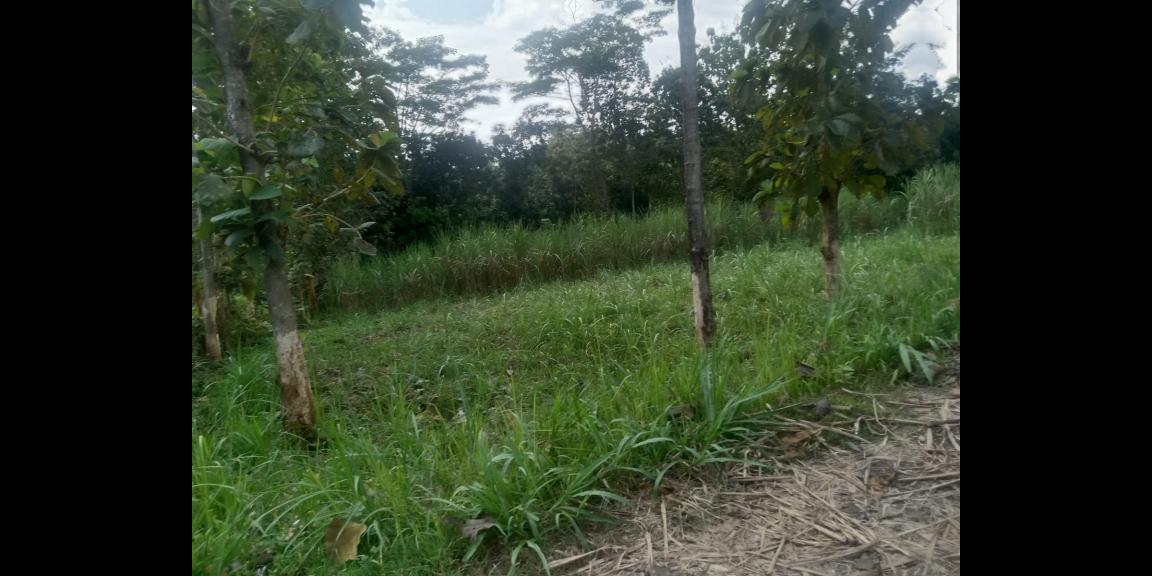 Tanah Cocok untuk peternakan 200rb/m Karanganyar Tanah Cocok untuk peternakan 200rb/m Karanganyar