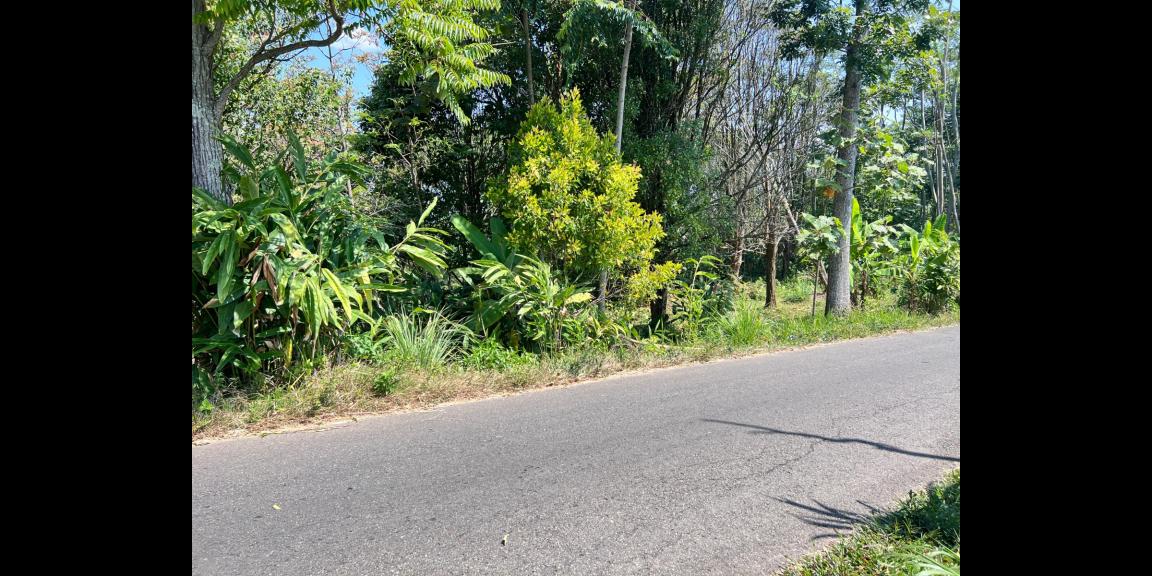 Tanah Strategis 3512m² View Hamparan Kebun Teh Tanah Strategis 3512m² View Hamparan Kebun Teh