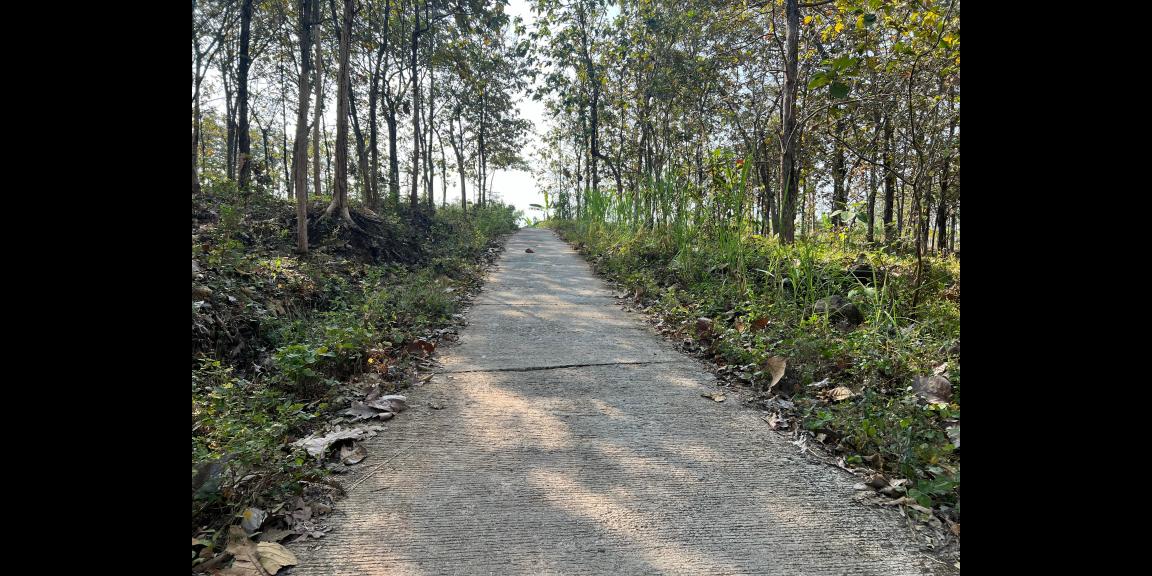 Kebun Jati Siap Panen 2311m² Kerjo Karanganyar  Kebun Jati Siap Panen 2311m² Kerjo Karanganyar