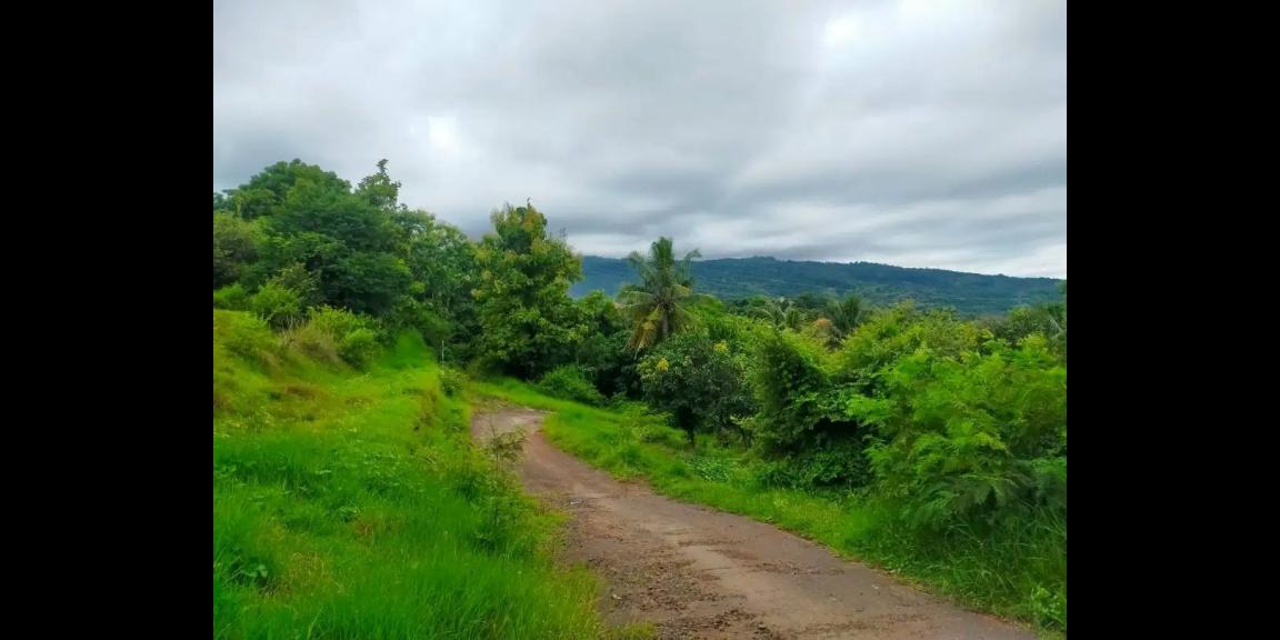 Tanah di Jalan Damai Daerah Kayu Putih Buleleng Tanah di Jalan Damai Daerah Kayu Putih Buleleng