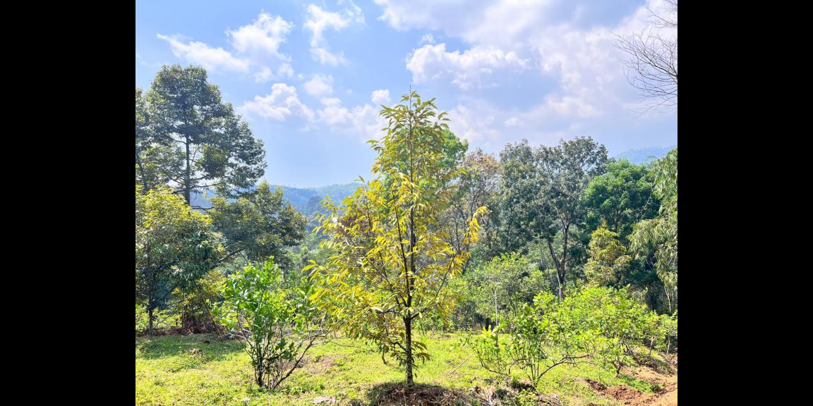 Kebun Durian 5190m² Kawasan Wisata Ngargoyoso Karanganyar Kebun Durian 5190m² Kawasan Wisata Ngargoyoso Karanganyar