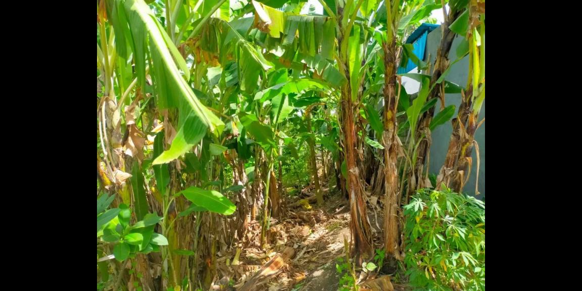 Jual Tanah Murah di Jalan Raya Takmung Klungkung Jual Tanah Murah di Jalan Raya Takmung Klungkung