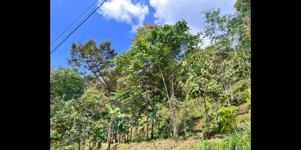 Tanah View Istimewa 1370m² 250 Juta Karanganyar  Tanah View Istimewa 1370m² 250 Juta Karanganyar