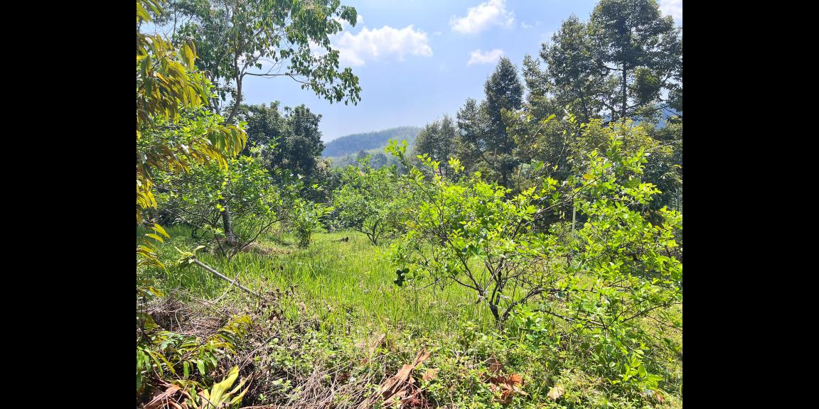 Kebun Buah 5190m² Kawasan Wisata Ngargoyoso Kebun Buah 5190m² Kawasan Wisata Ngargoyoso