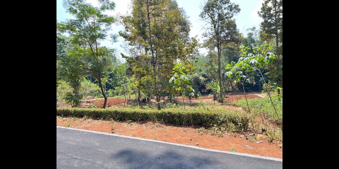 Kebun Durian 300 Juta Selatan Pasar Mojogedang Karanganyar Kebun Durian 300 Juta Selatan Pasar Mojogedang Karanganyar