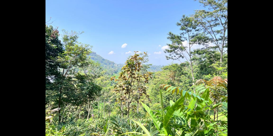 Tanah Tepi Jl DPU 1215m² Ngargoyoso, Karanganyar Tanah Tepi Jl DPU 1215m² Ngargoyoso, Karanganyar