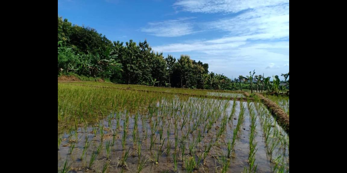 Tanah Sawah Strategis Dataran Tinggi Kerjo Karanganyar Tanah Sawah Strategis Dataran Tinggi Kerjo Karanganyar