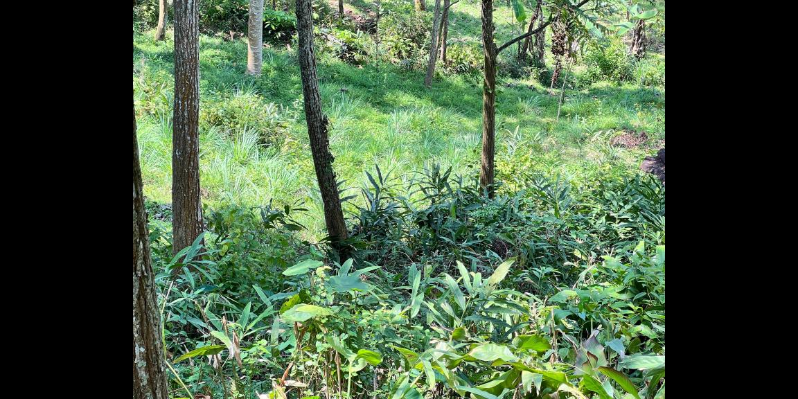 Tanah Udara Dingin 2000m² Ngargoyoso, Karanganyar Tanah Udara Dingin 2000m² Ngargoyoso, Karanganyar