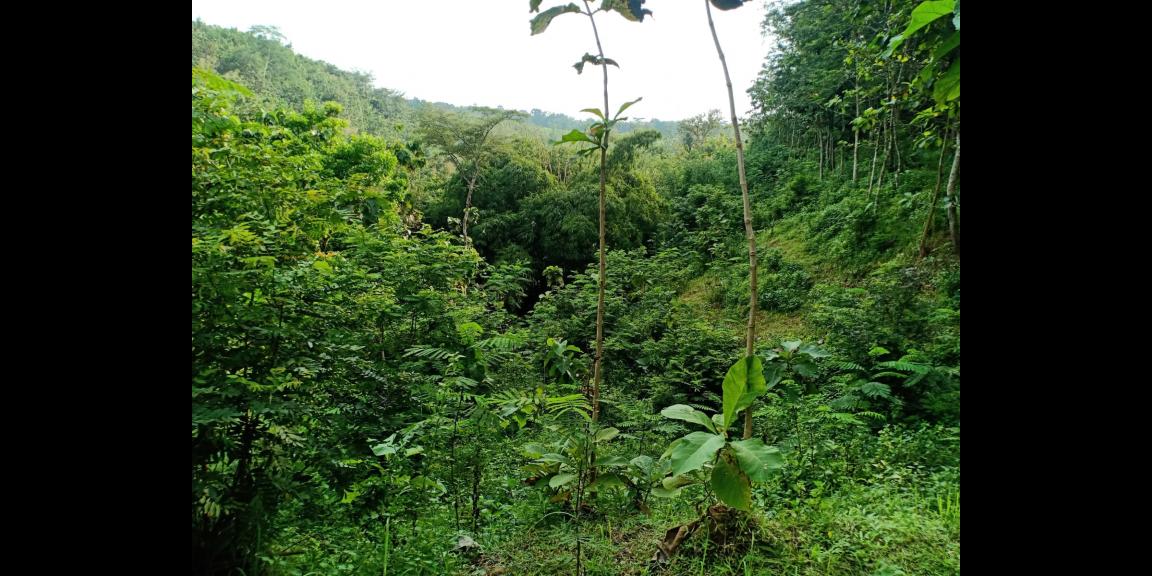 Tanah Dijual Murah Sambirejo Sragen Tanah Dijual Murah Sambirejo Sragen