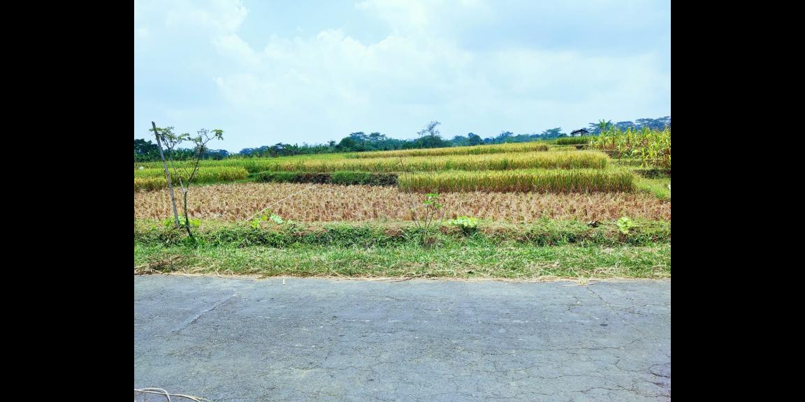 Sawah Produktif 1 Hektar Mojogedang Karanganyar Sawah Produktif 1 Hektar Mojogedang Karanganyar