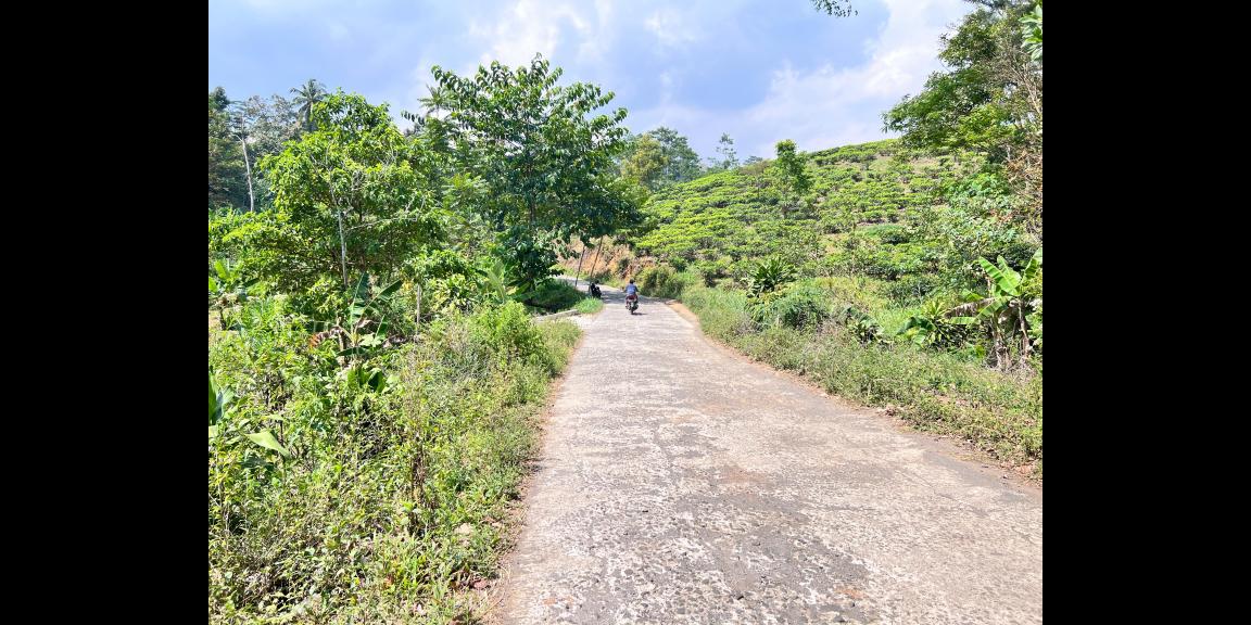 Tanah 300 Juta Siap Bangun Villa View Kebun Teh Karanganyar Tanah 300 Juta Siap Bangun Villa View Kebun Teh Karanganyar