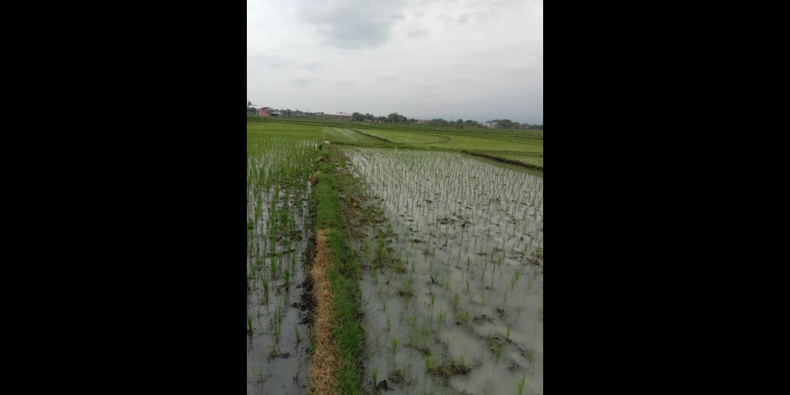 Tanah Super Datar 1147m² Masaran Sragen Tanah Super Datar 1147m² Masaran Sragen