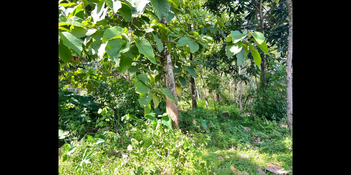 Tanah Siap Bangun 1300m² Hanya 300 Juta Karanganyar Tanah Siap Bangun 1300m² Hanya 300 Juta Karanganyar