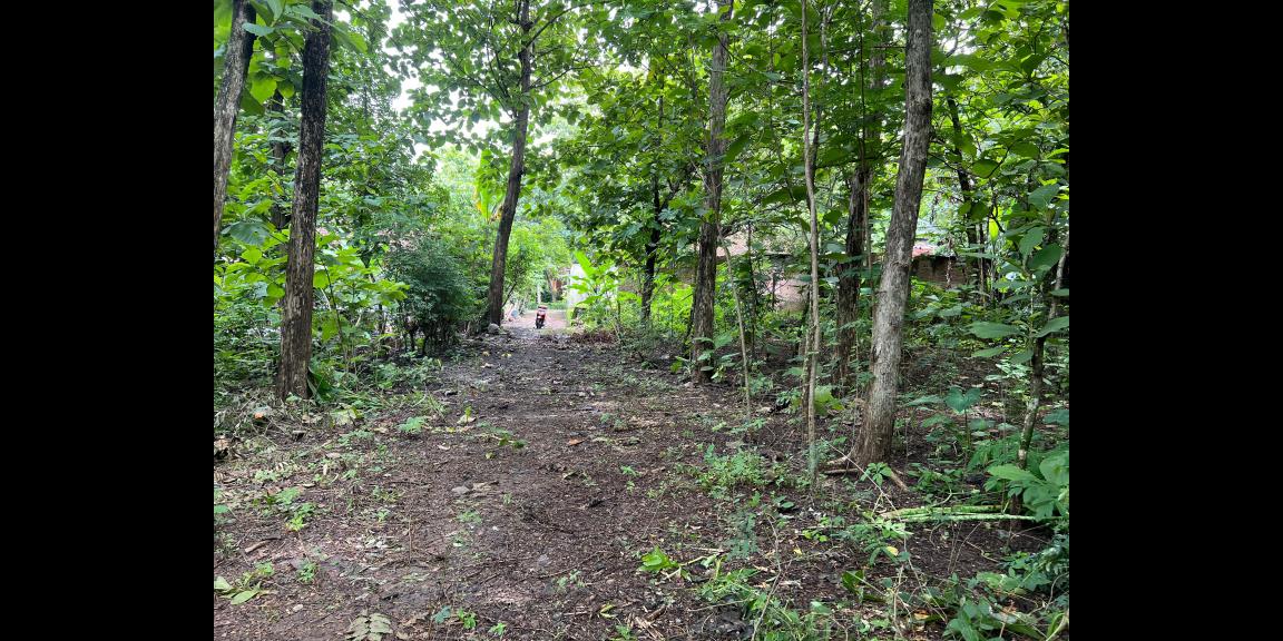 Tanah Murah 150 Juta Tasikmadu Karanganyar Tanah Murah 150 Juta Tasikmadu Karanganyar