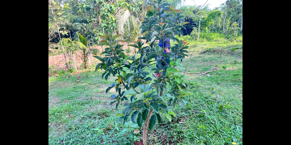 Tanah 1368m² Cocok Untuk Kebun Buah Karanganyar Tanah 1368m² Cocok Untuk Kebun Buah Karanganyar