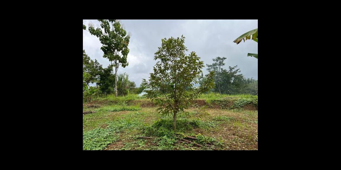 Tanah Super Datar 6723m2 Tepi Jl DPU Kerjo, Solo Tanah Super Datar 6723m2 Tepi Jl DPU Kerjo, Solo