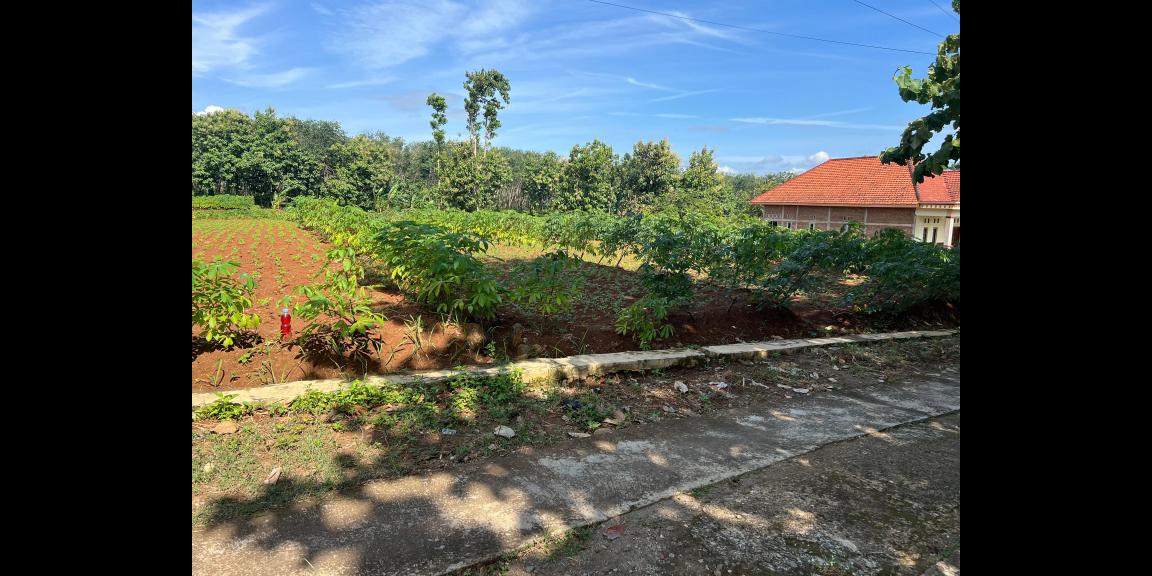 Tanah Super Datar 629m2 150Juta Kedawung, Sragen Tanah Super Datar 629m2 150Juta Kedawung, Sragen