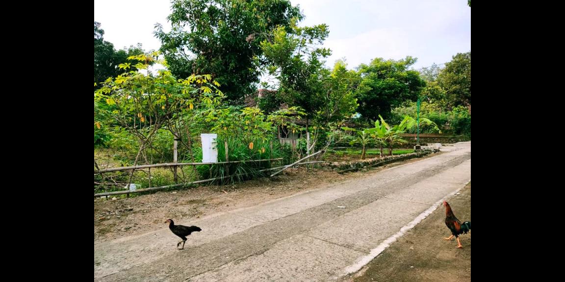 Pekarangan Datar 418m² Utara Pasar Batujamus Pekarangan Datar 418m² Utara Pasar Batujamus