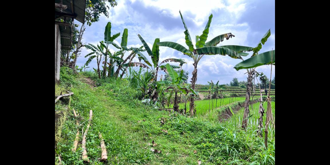 Rumah 300 Juta Dekat Pasar Mojogedang Karanganyar Rumah 300 Juta Dekat Pasar Mojogedang Karanganyar