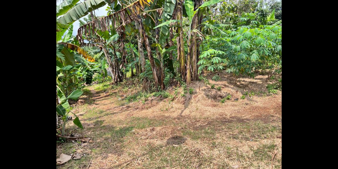 Tanah Datar 250 Juta Utara Pasar Mojogedang Tanah Datar 250 Juta Utara Pasar Mojogedang