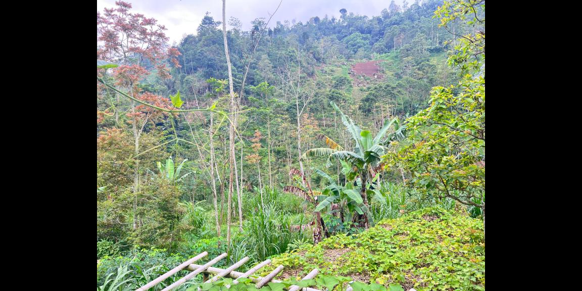 Tanah 3000m² Tepi Jl Raya Kemuning Siap Buka Usaha Tanah 3000m² Tepi Jl Raya Kemuning Siap Buka Usaha