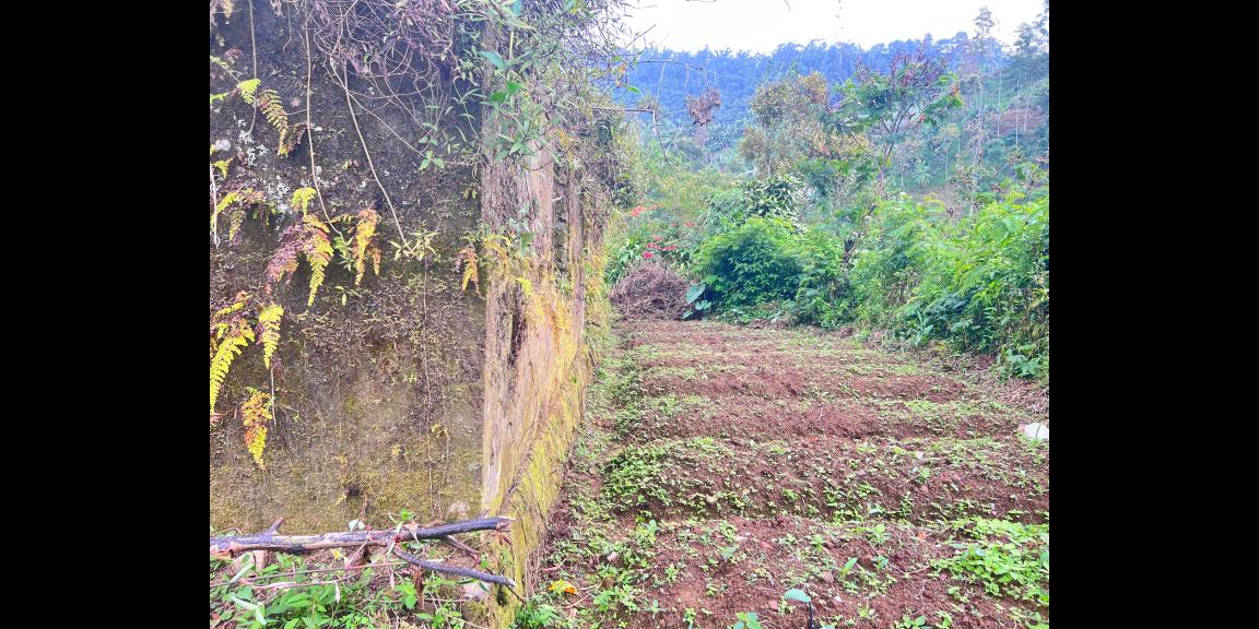 Tanah 800m² View Perkebunan Teh Karanganyar Tanah 800m² View Perkebunan Teh Karanganyar