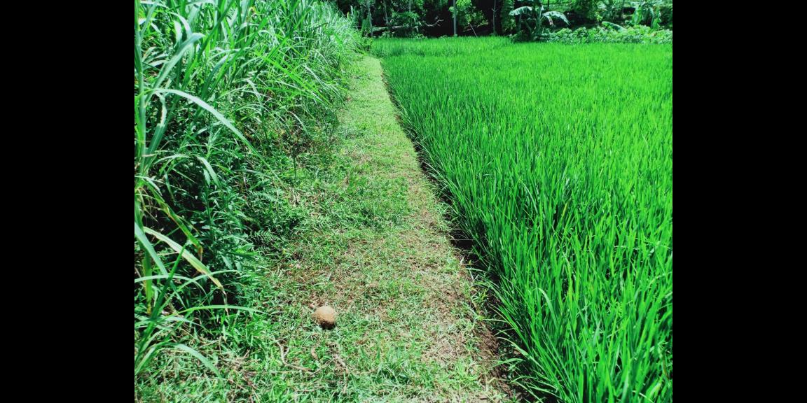 Dijual Tanah Sawah Subur Kerjo Karanganyar Dijual Tanah Sawah Subur Kerjo Karanganyar