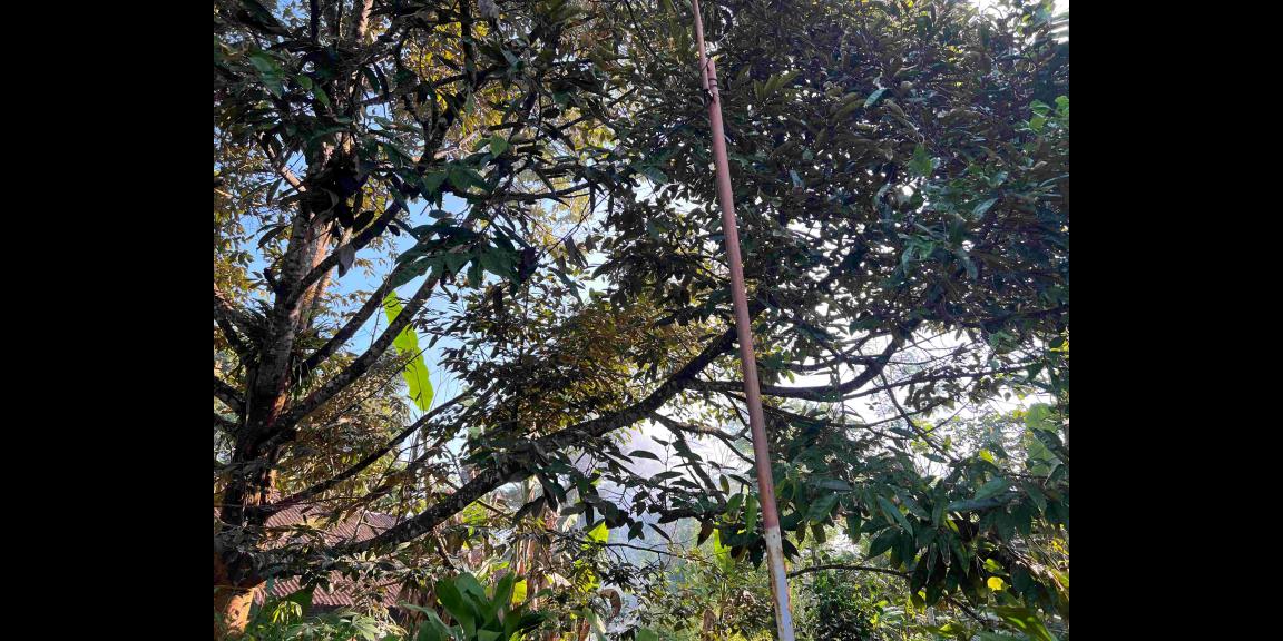 Dijual Kebun Durian Jl Karangpandan-Tawangmangu Dijual Kebun Durian Jl Karangpandan-Tawangmangu