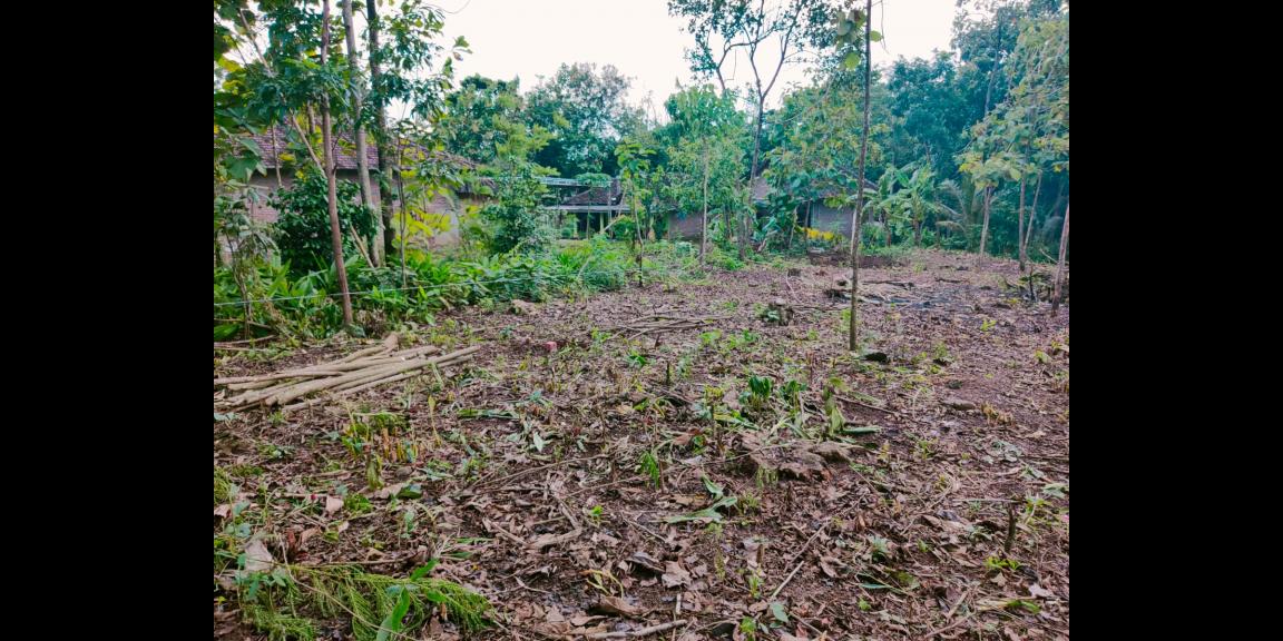 Dijual Tanah Kebun Jati Pekarangan Mojogedang Karanganyar Dijual Tanah Kebun Jati Pekarangan Mojogedang Karanganyar