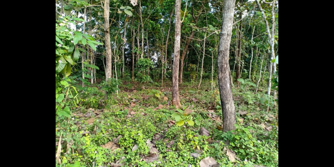 Dijual Tanah Pekarangan Mojogedang Karanganyar Dijual Tanah Pekarangan Mojogedang Karanganyar