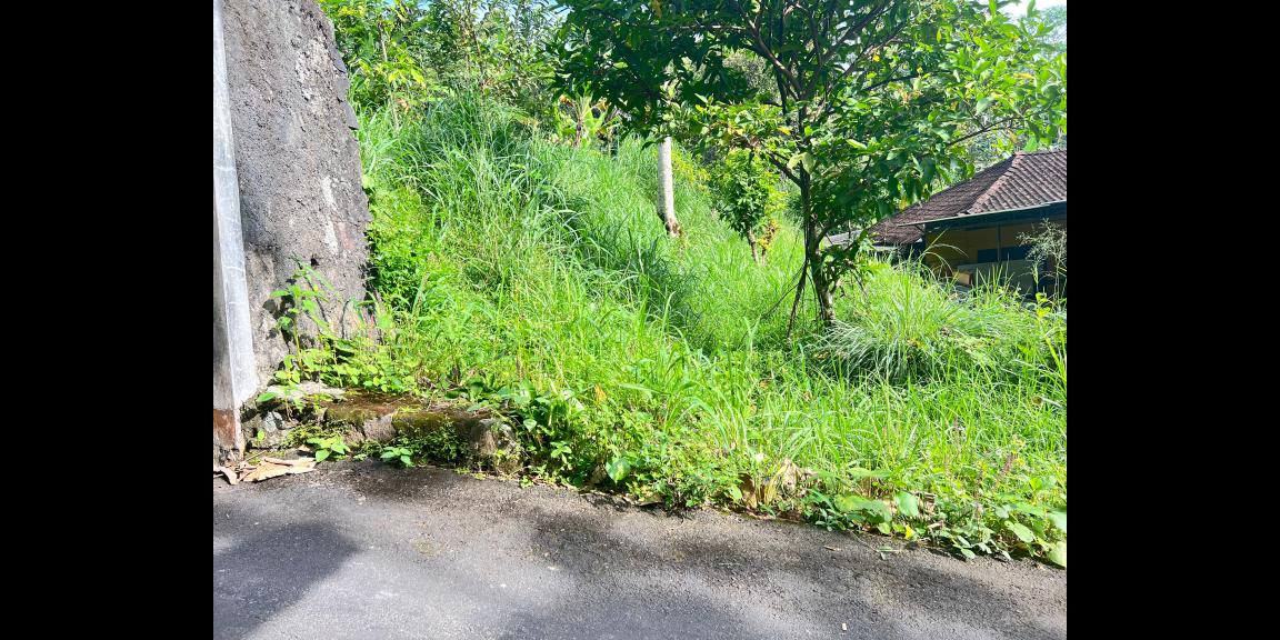 Tanah 225 Juta Udara Dingin Ngargoyoso Tanah 225 Juta Udara Dingin Ngargoyoso