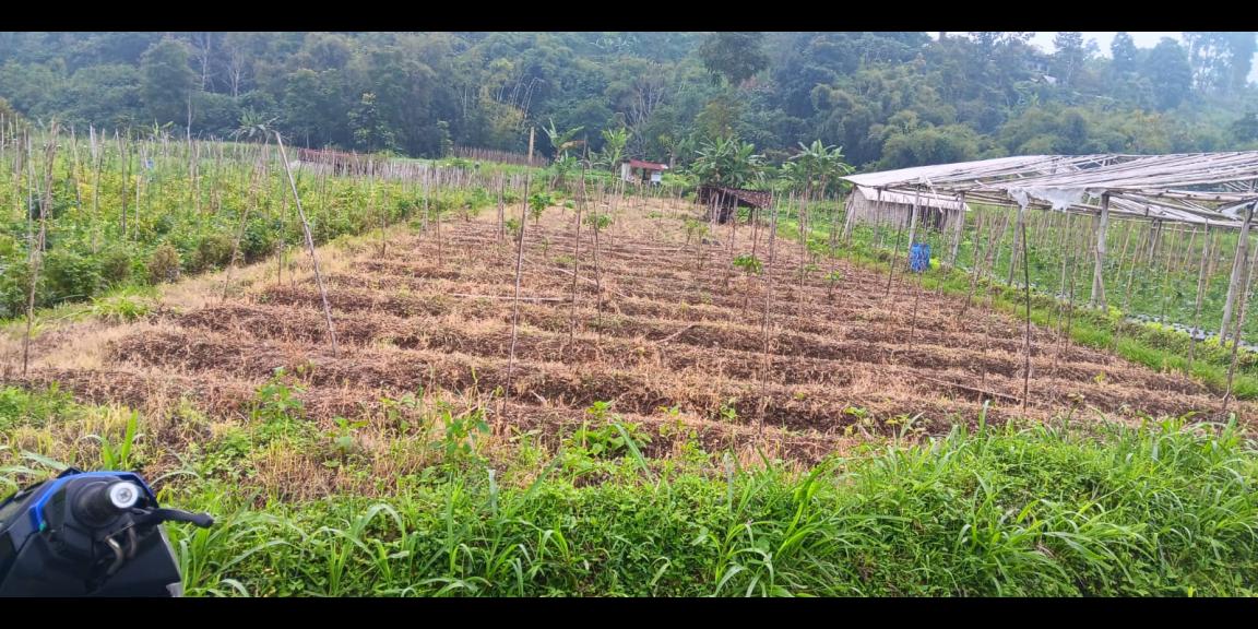 Tanah 1000m² Udara Dingin Kawasan Wisata Ngargoyoso Tanah 1000m² Udara Dingin Kawasan Wisata Ngargoyoso