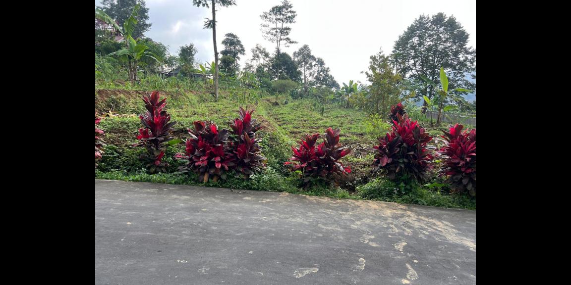 Tanah 2038m² Strategis Untuk Villa Wisata Karanganyar Tanah 2038m² Strategis Untuk Villa Wisata Karanganyar