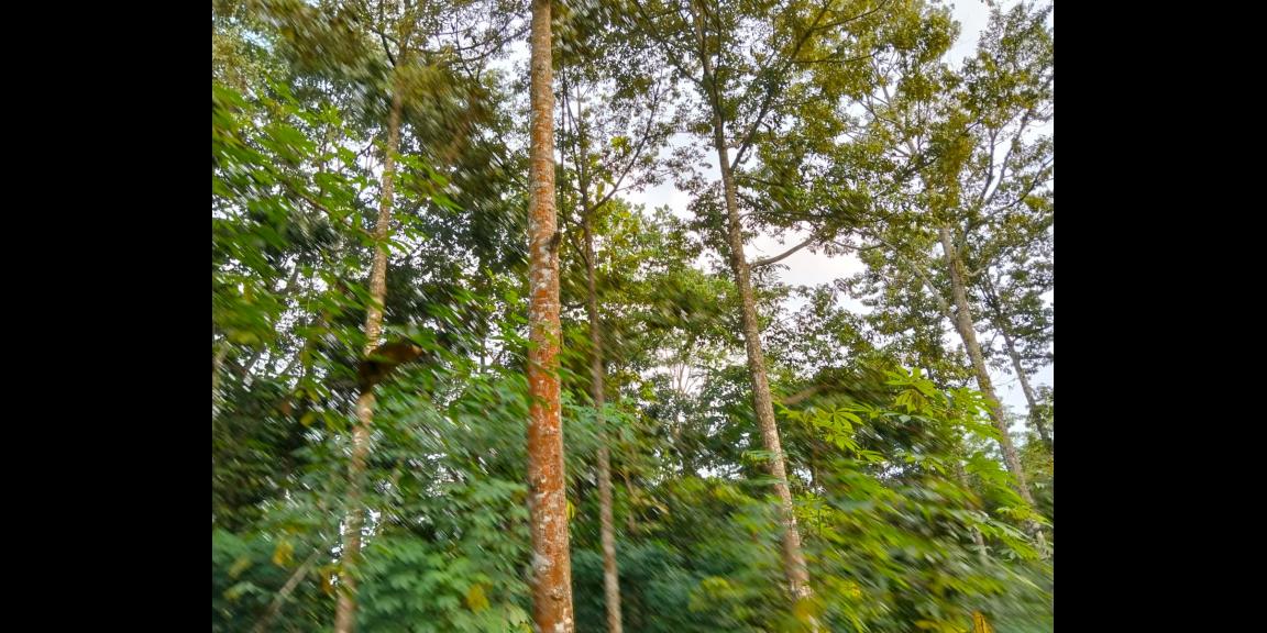 Kebun Durian Siap Panen 1282m Mojogedang Kebun Durian Siap Panen 1282m Mojogedang