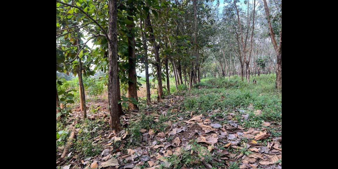 TERMURAH!!!! Tanah Datar 750m 125Jt Kedawung, Sragen TERMURAH!!!! Tanah Datar 750m 125Jt Kedawung, Sragen