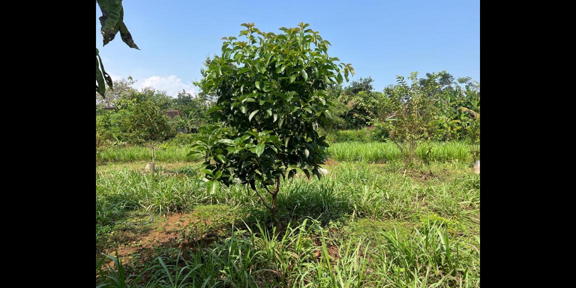Tanah Kebun Buah 2020m² Kedawung Sragen Tanah Kebun Buah 2020m² Kedawung Sragen