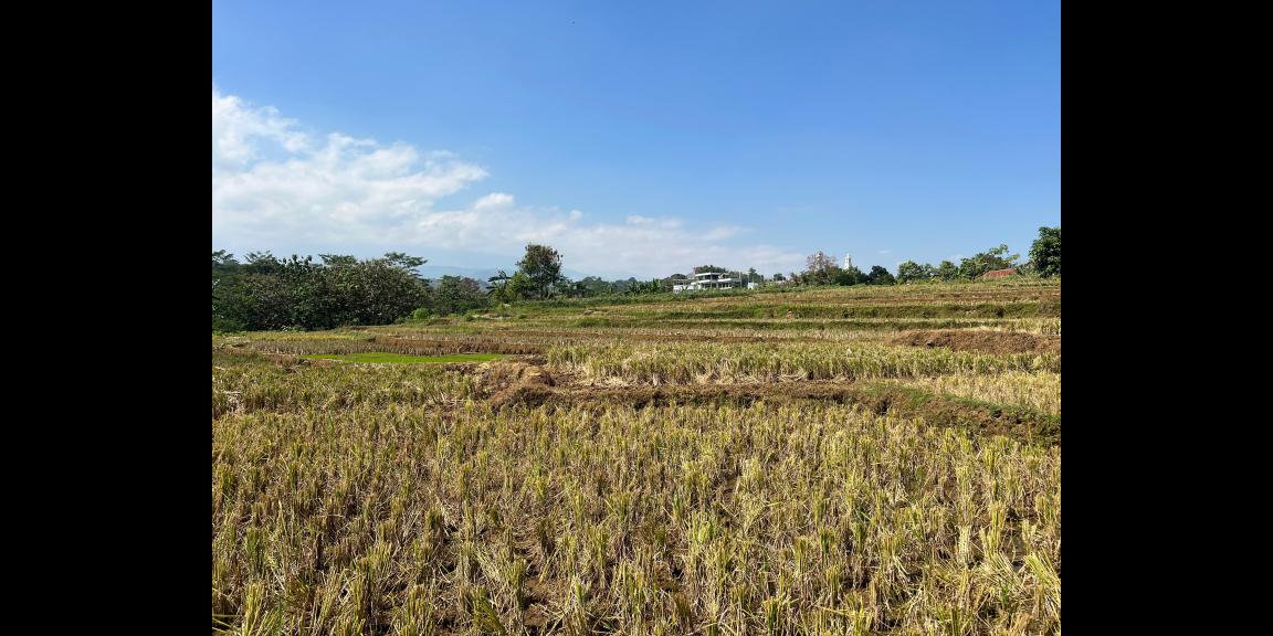 Dijual Tanah Sawah 700m 175Jt Kerjo Karanganyar  Dijual Tanah Sawah 700m 175Jt Kerjo Karanganyar
