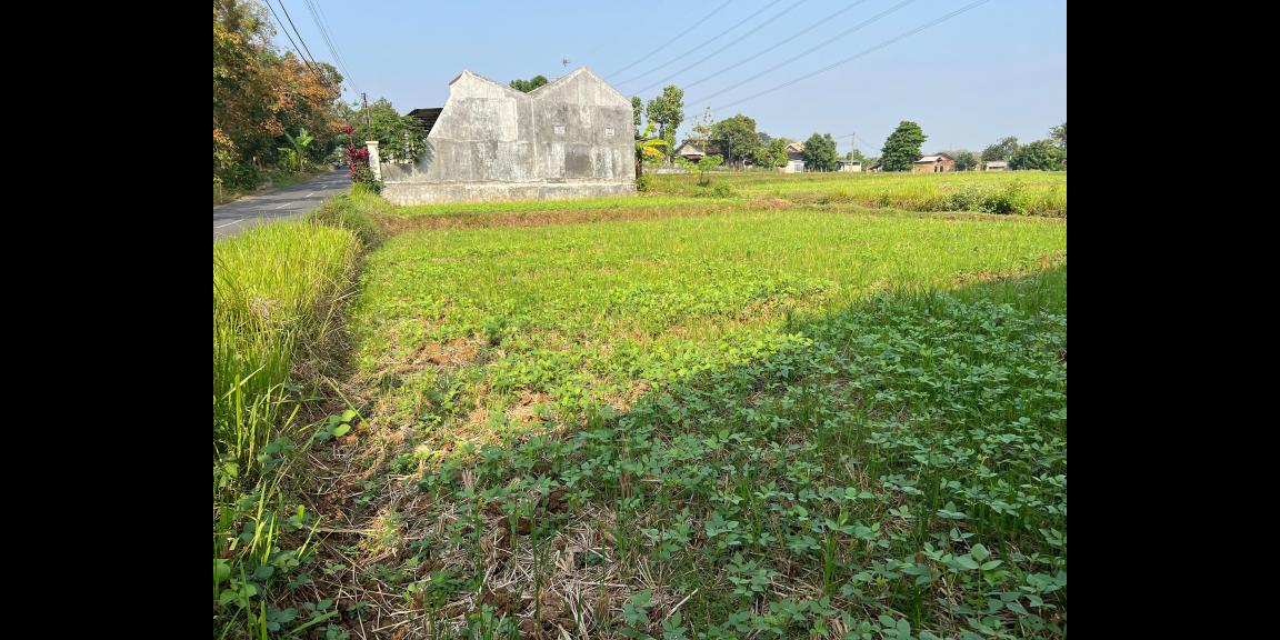 Tanah Datar 2040m² Tepi Jl Raya Kedawung Sragen Tanah Datar 2040m² Tepi Jl Raya Kedawung Sragen