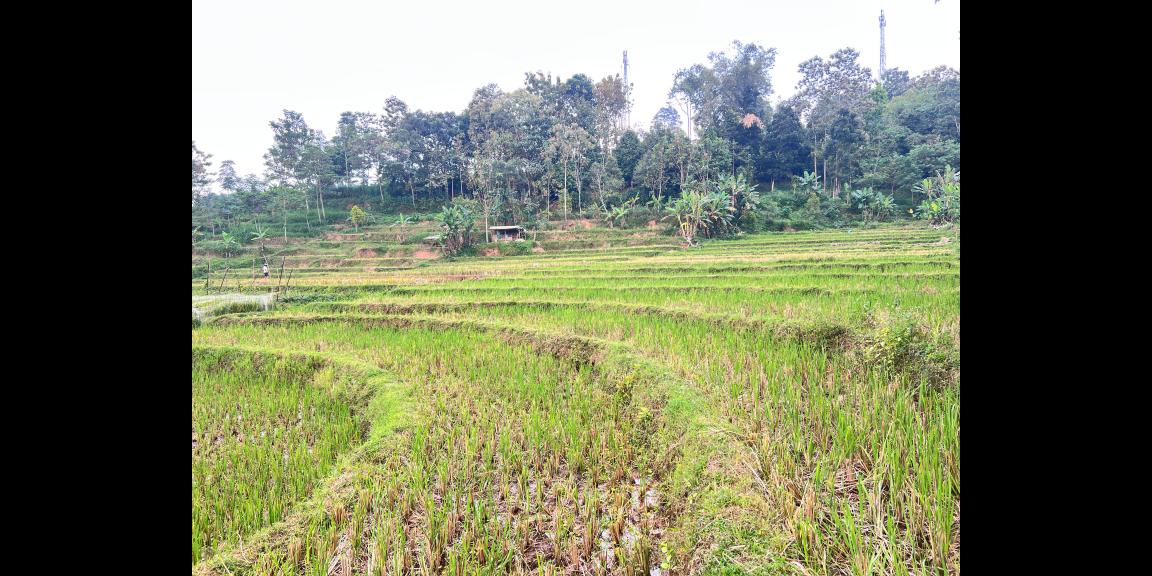 Tanah Subur 6000m² Kawasan Wisata Karangpandan Tanah Subur 6000m² Kawasan Wisata Karangpandan