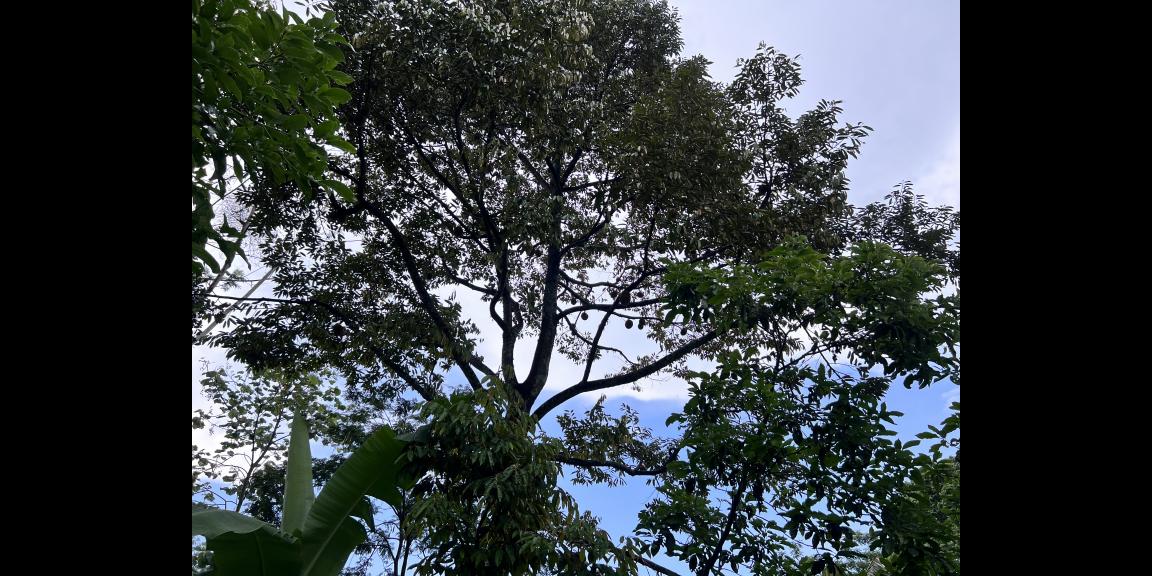 Kebun Durian Bonus Rumah Hanya 275 Juta Kemuning Kebun Durian Bonus Rumah Hanya 275 Juta Kemuning