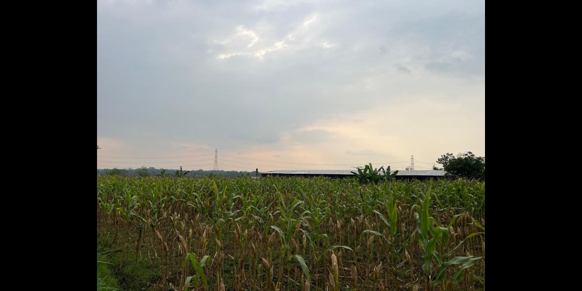 Tanah Datar Kerjo Karanganyar 3350m Siap Bangun Tanah Datar Kerjo Karanganyar 3350m Siap Bangun