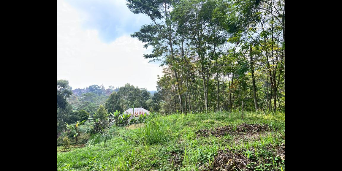 Tanah 800m² Cocok Untuk Kebun Buah Ngargoyoso Tanah 800m² Cocok Untuk Kebun Buah Ngargoyoso