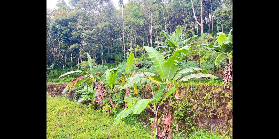 Tanah 1690m² Dekat Aliran Sungai Ngargoyoso Tanah 1690m² Dekat Aliran Sungai Ngargoyoso