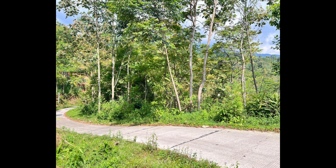 Tanah Murah 9803m 200rb/m Utara Candi Cetho Karanganyar Tanah Murah 9803m 200rb/m Utara Candi Cetho Karanganyar