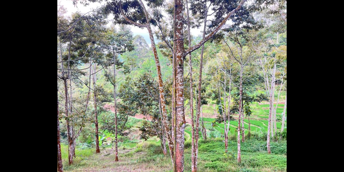 Tanah Kebun Durian 8594m² Siap Panen Karanganyar Tanah Kebun Durian 8594m² Siap Panen Karanganyar